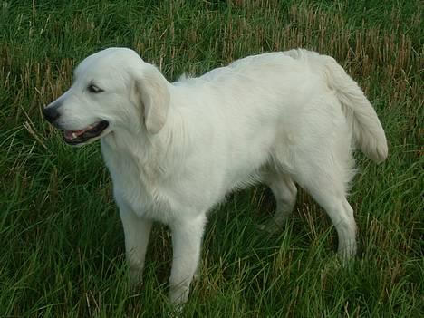 Golden retriever Mille billede 9