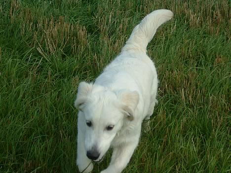 Golden retriever Mille billede 7