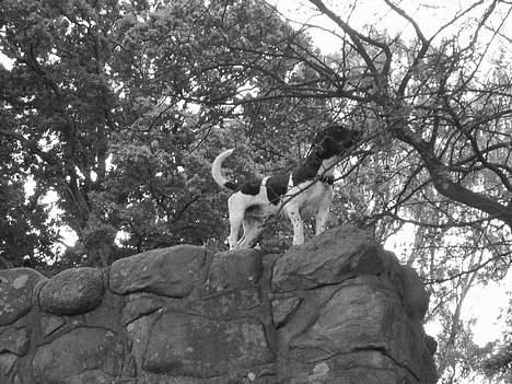 Blanding af racer Kenzo - Her hoppede han så ned fra - jeg troede han ville brække alle ben, men han løb bare videre.. ca. 2½ meter ned :( billede 6