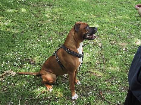 Blanding af racer Bertha - Vi sidder og venter på en legekammerat billede 1