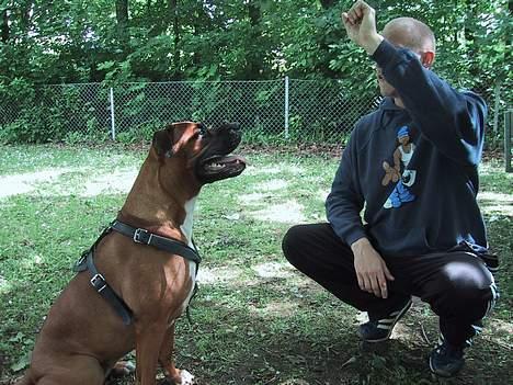 Blanding af racer Bertha - hmm godbid eller hånd? godbid eller hånd? tror det er bedst jeg tager godbiden.... billede 4