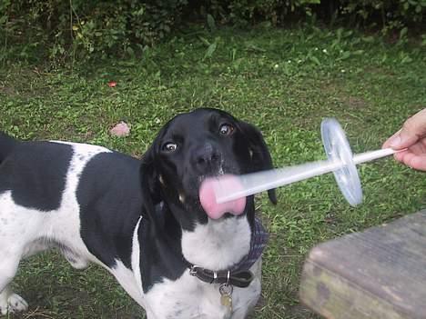 Blanding af racer Kenzo - Nam nam milkshake billede 7