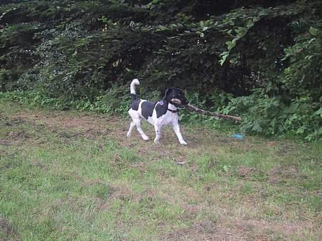 Blanding af racer Kenzo - Ja, mindre pind kunne ikke gøre det billede 8