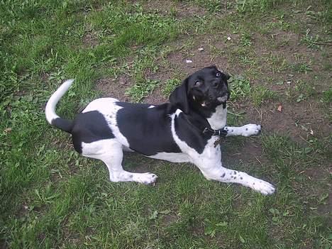 Blanding af racer Kenzo - Gi noget jeg ved du har! billede 9