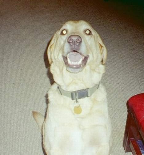 Blanding af racer Jumbo - Jumbo hunden eller vumse vuffen.... billede 1