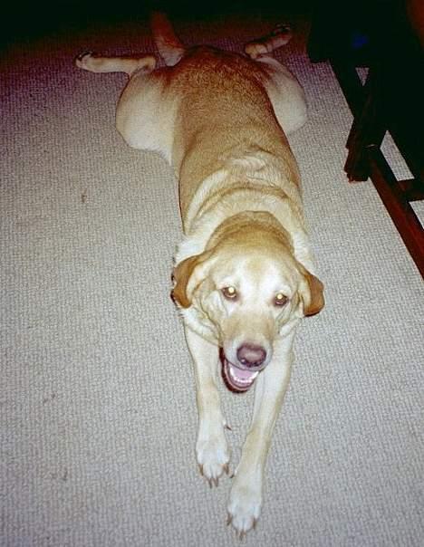 Blanding af racer Jumbo - Her ligger Jumbo på sin yndlings måde... Det fortæller lidt om hans IQ ikk???? billede 2