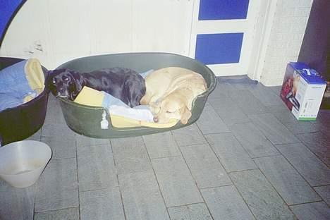 Blanding af racer Jumbo - Her ligger Jumbo sammen med hans mor billede 3