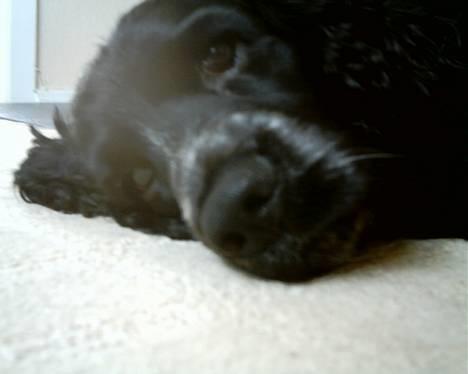 Field spaniel Calle (død:( ) - Er jeg ikke bare sød? billede 1