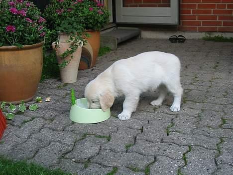 Golden retriever Charlie - Første dag - da vi fik den hjem billede 1