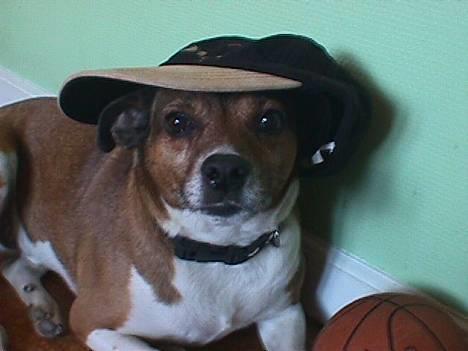 Dansk svensk gaardhund Tim billede 1