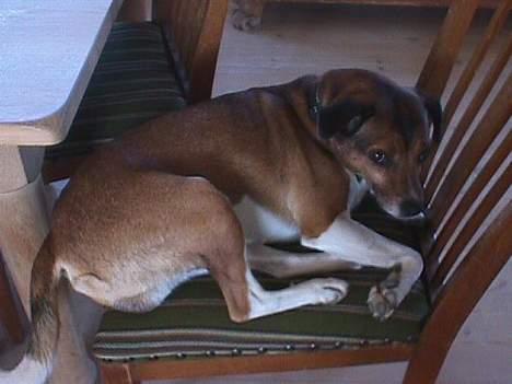 Dansk svensk gaardhund Tim - tim ligger sig på den mindste plads han kunne finde billede 2