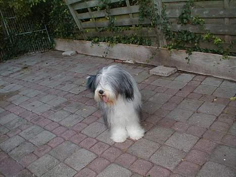 Bearded collie Igor´s Black Nanna billede 3