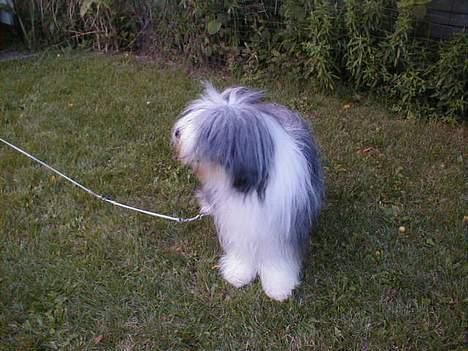 Bearded collie Igor´s Black Nanna billede 4