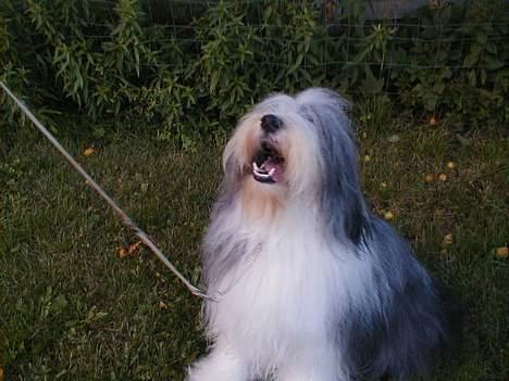 Bearded collie Igor´s Black Nanna billede 5