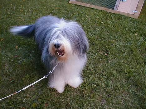 Bearded collie Igor´s Black Nanna billede 6