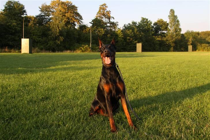 Dobermann Djarco billede 1