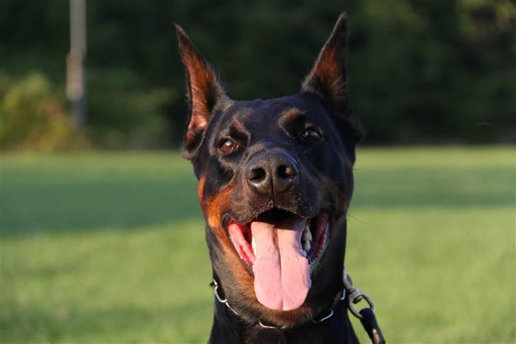 Dobermann Djarco billede 2