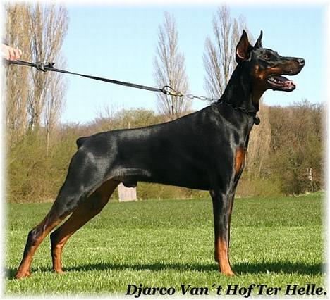 Dobermann Djarco billede 3