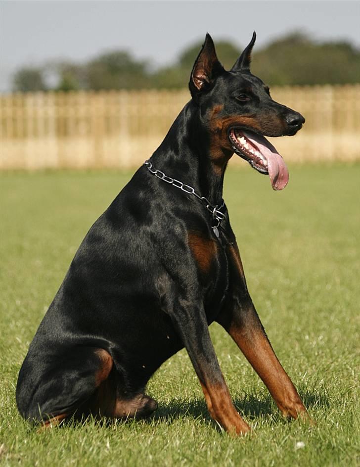Dobermann Djarco billede 4