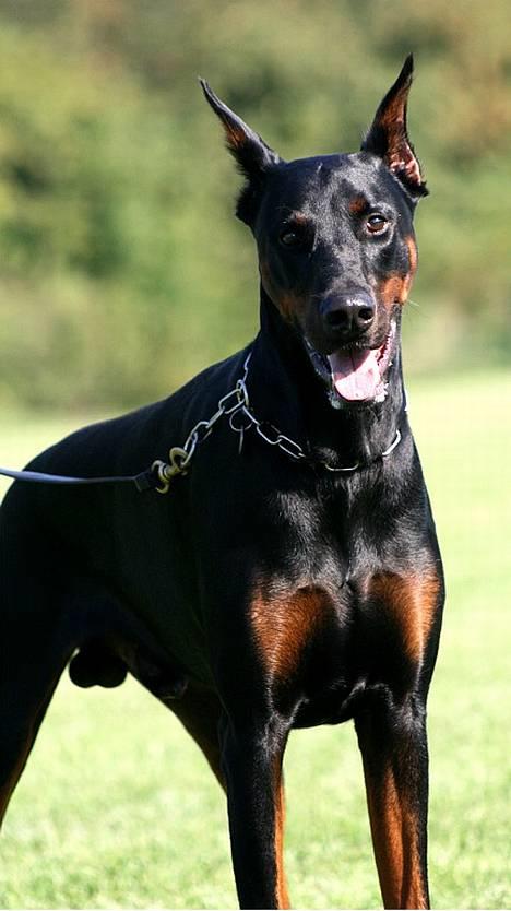 Dobermann Djarco billede 5