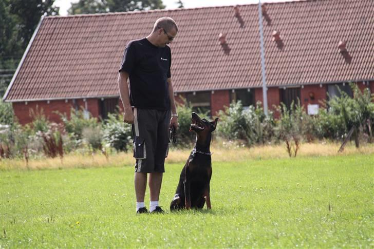 Dobermann Djarco billede 6