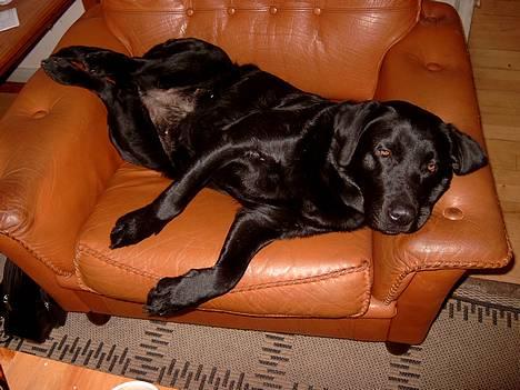 Labrador retriever Nanna - d.12-2-06 man forstår vel at tage en søndags slapper billede 1