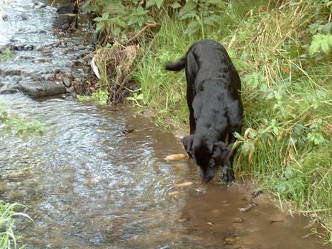 Labrador retriever Nanna - vand er godt, meget vand er meget godt billede 2