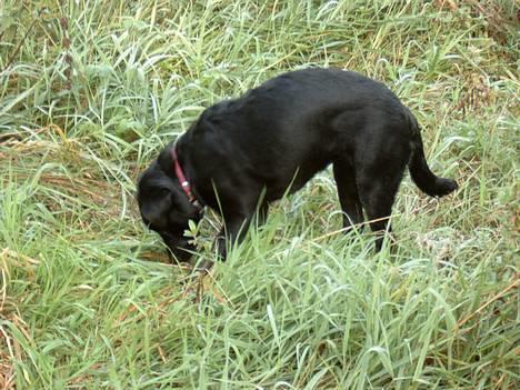 Labrador retriever Nanna - jeg tror der er mus! billede 3