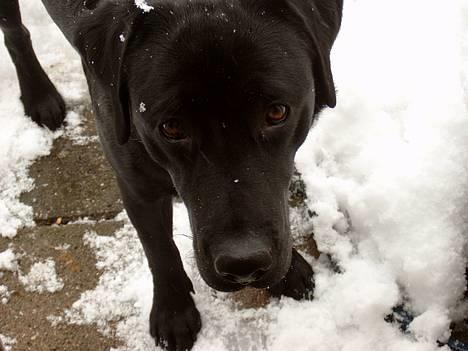 Labrador retriever Nanna - d 13-2 Dejlige Nanna i sneen billede 4