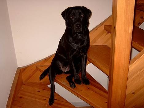 Labrador retriever Nanna - 12-2-05 her kan jeg holde øje med det hele. billede 5