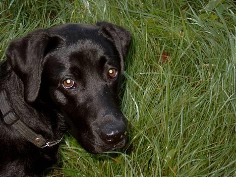 Labrador retriever Nanna - Smukke Nanna d 6/10-04 billede 6