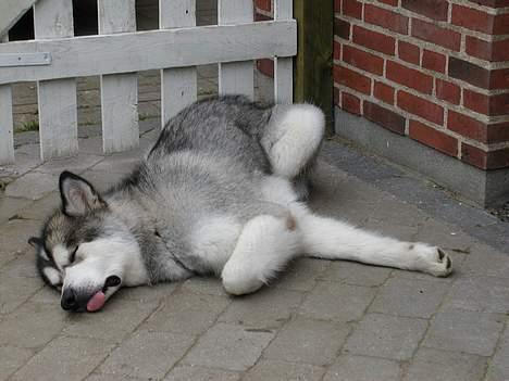 Alaskan malamute anvik billede 1