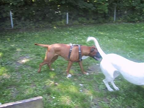 Blanding af racer Bertha billede 6