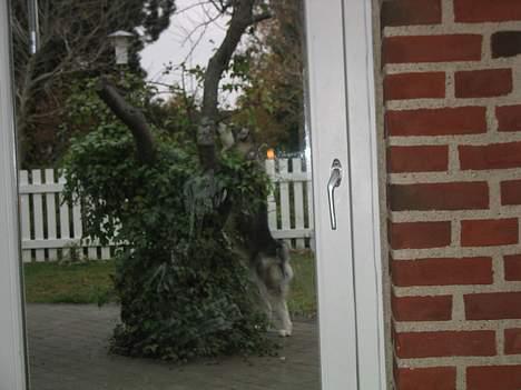 Alaskan malamute anvik billede 6