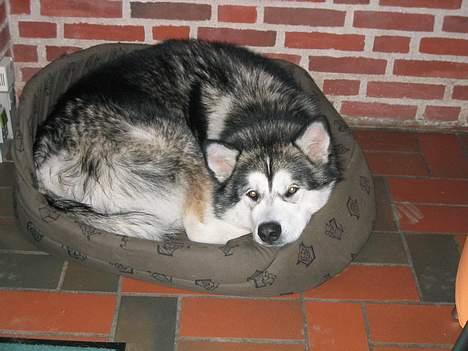 Alaskan malamute anvik billede 4