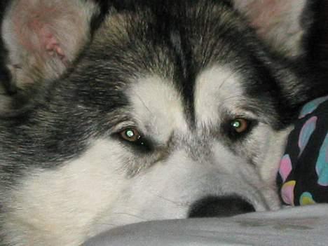 Alaskan malamute anvik billede 2