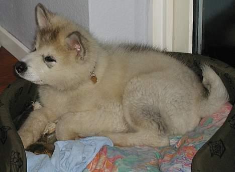 Alaskan malamute anvik billede 8