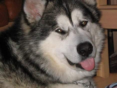 Alaskan malamute anvik billede 10