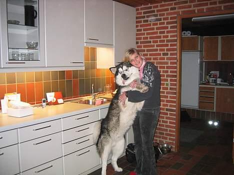 Alaskan malamute anvik billede 9
