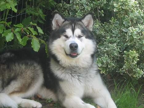 Alaskan malamute anvik billede 7