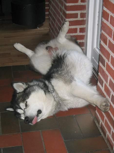 Alaskan malamute anvik billede 3