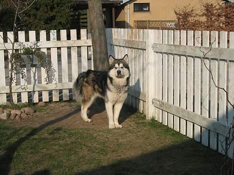 Alaskan malamute anvik billede 5