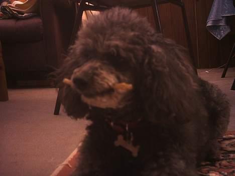 Toypuddel Beauty *RIP* - Der sidder hun jo, med lidt guf i munden ;D billede 1