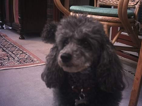 Toypuddel Beauty *RIP* - Den er da sød, ikke? :) billede 2