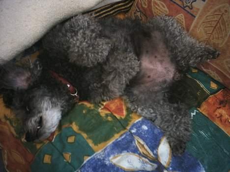 Toypuddel Beauty *RIP* - Jaah. Nogle gange, så elsker den at være umulig og hyper ;P billede 3