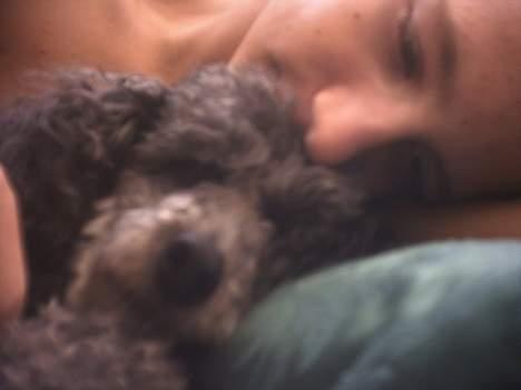 Toypuddel Beauty *RIP* - .. Meeen, så bagefter. Så sover den ;) billede 4