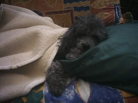 Toypuddel Beauty *RIP* - Dette billede, kunne fx. være min hund en Søndag. Efter en lang weekend+uge. billede 5