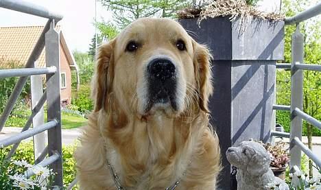 Golden retriever Schaky *RIP* billede 10