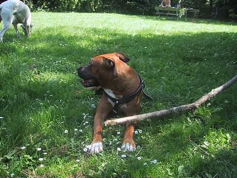 Blanding af racer Bertha - En god pind er heller ikke sådan at kimse ad. billede 7