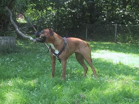 Blanding af racer Bertha - Selvom den sidder fast.... billede 8